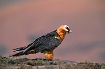 Bearded vulture {Gypaetus barbatus} on rock. Giants castle, South Africa