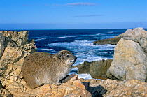 Rock hyrax on coastal rocks {Procavia capensis} Hermanus, South Africa