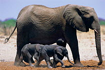 African elephant twins with mother {Loxodonta africana} Etosha NP, Namibia