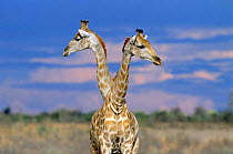 Giraffes {Giraffa camelopardalis}, Etosha NP, Namibia