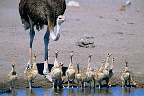 Ostrich and chicks drinking {Struthio camelus} Etosha NP, Namibia