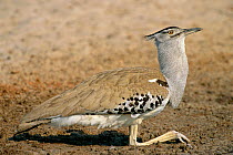 Kori bustard in drinking position {Choriotis kori} Etosha NP, Namibia