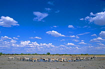 Common zebra herd at waterhole {Equus quagga} Etosha NP, Namibia