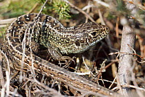 Male Sand lizard {Lacerta agilis} Dorset, England, UK