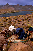Shepherds shearing Wild Vicuna {Lama vicugna} at 5300m, Andes, Bolivia 2001