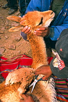 Captured wild Vicuna wool being sheared with scissors {Lama vicugna} SW Bolivia, S America to benefit San Antonio community Dept Potosi 2001