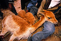 People shearing captured wild Vicunas for wool {Lama vicugna} SW Bolivia, South America - to benefit San Antonio community Dept Potosi