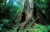 Details of tree roots in tropical rainforest, Cape Tribulation Queensland Australia