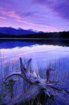 Patricia Lake, Jasper National Park, Alberta, Canada, North America