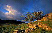 Tree on moorland, near Cadair Idris, Snowdonia National Park, Wales, UK