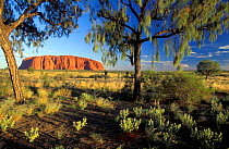 Ayer's Rock (Uluru), Northern Territory, Australia