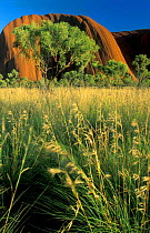 Ayer's Rock (Uluru) with grass scrub habitat, Northern Territory, Australia Ayers