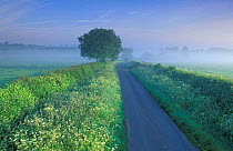 Country lane on a misty morning , Charlton Hawthorne, Dorset, UK