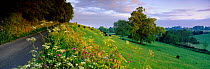 Panoramic view of hedgerow and wild flowers growing beside road, Compton Pauncefoot, Somerset, UK