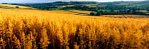 Panoramic view of arable field near Ansty, Dorset, UK