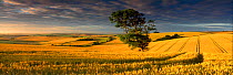 Panoramic view of wheat field near Dorchester, Dorset, UK