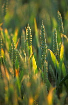 Close up of wheat ears in field {Triticum aestivum}  France