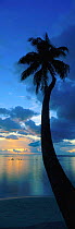 Vertical panoramic of tropical palm tree silhouette, Moorea Tahiti, French Polynesia South Pacific twilight