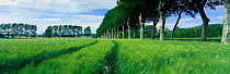 Panoramic view of avenue of trees and barley field near Carassonne, Languedoc, France