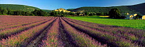 Panoramic view of Lavender field and hilltop village of Beynac, Provence, France