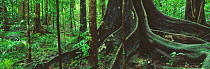 Panoramic view of tree buttress roots in tropical rainforest, Daintree, Queensland, Australia