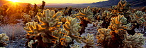 Panoramic view of Cactus grove, Joshua Tree National Park, California, USA, North America