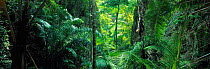 Panoramic of tropical rainforest interior, Khao Sok, Thailand, South East Asia