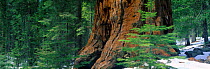 Panoramic of Giant Redwood tree in snow, Yosemite National Park, California, USA, North America