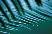 Abstract rain drops on leaf tips, rainforest, Cape Tribulation, Queensland, Australia
