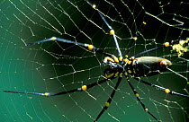 Close up of Golden orb spider on web {Nephila imperialis} Cape Tribulation Queensland, Australia