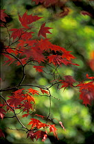 Autumn colours - Japanese maple leaves, Stourhead, Wiltshire, UK