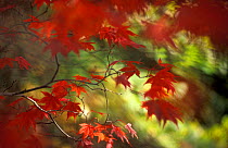 Autumn colours impression - Japanese maple leaves, Stourhead, Wiltshire, UK