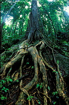 Tree root detail in rainforest, Cape Tribulation, Queensland, Australia