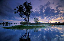 Yellow Waters at dawn, Kakadu National Park, Northern Territories, Australia