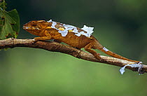 Female Panther chameleon shedding skin {Chamaeleo pardelis} Masoala NP, Madagascar