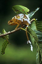 Panther chameleon {Chamaeleo /Furcifer pardalis} female shedding skin, Masoala NP, Madagascar