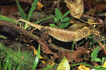 Stump-tailed chameleon (Brookesia ebenaui) on forest floor, Montagne D'Ambre National Park, Madagascar