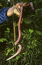 Giant African earthworm held in hand (Microchaetus sp) Virunga NP, Congo