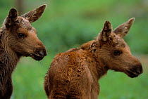 Moose twin calves {Alces alces} captive Boras Zoo, Sweden.