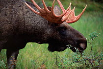 RF- Moose bull grazing (Alces alces) head pportrait. Sarek National Park, Sweden. (This image may be licensed either as rights managed or royalty free.)