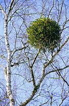 Mistletoe {Viscum album} in Birch tree {Betula pendula} Bavaria, Germany