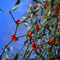 Mistletoe berries {Viscum coloratum} Ussuriland,  Primorskiy, Far East Russia