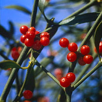 Mistletoe berries {Viscum coloratum} Ussuriland,  Primorskiy, Far East Russia