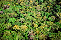 Amazonian rainforest aerial, Manaus, Brazil, South America