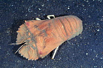 Slipper lobster {Scyllarides haanii} Sulawesi, Indonesia Indo Pacific