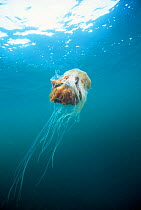Lion's mane jellyfish in sea {Cyanea capillata} UK.