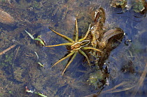 Raft spider {Dolomedes fimbriatus} on water, UK