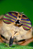Horsefly eyes close up {Tabanus sp.}