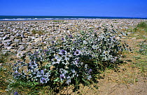 Sea holly on beach {Eryngium maritimus} Mid Glamorgan, Wales, UK