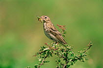 Tree pipit {Anthus trivialis} perching on top of bush with caterpillar prey, Spain.
